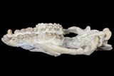 Oreodont (Merycoidodon) Partial Skull - Wyoming #123198-4